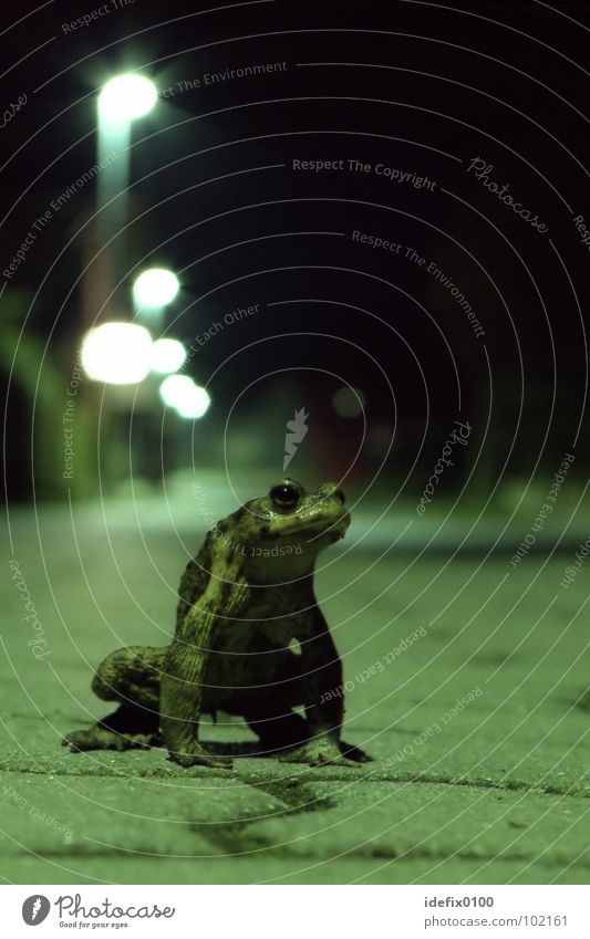 SpaceFrog grün Nachtaufnahme Langzeitbelichtung Bürgersteig Laterne Tier außergewöhnlich bedrohlich Körperhaltung Verhalten drohhaltung Kröte space aufgebäumt
