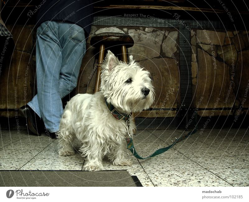 CO-ABHÄNGIGKEIT Hund Theke Bar Gastronomie Alkoholsucht Abhängigkeit Tier Haustier Schutz Wachsamkeit Beschützer Mitgefühl unschuldig süß Pflicht Rhythmus