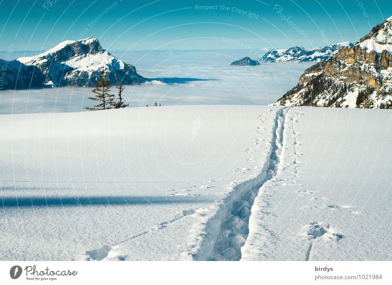 über den Wolken... Winterurlaub Himmel Wolkenloser Himmel Schönes Wetter Eis Frost Schnee Alpen Berge u. Gebirge Schneebedeckte Gipfel Skispur wandern