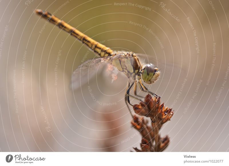 Akrobat... Tier Natur natürlich braun Libelle Farbfoto Außenaufnahme Makroaufnahme Menschenleer Tag Sonnenlicht Unschärfe Insekt Heidelibelle