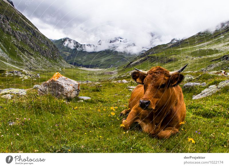 Portrait: Alpenkuh liegend Ferien & Urlaub & Reisen Tourismus Berge u. Gebirge wandern Umwelt Natur Landschaft Pflanze Tier Urelemente Gewitterwolken Sommer