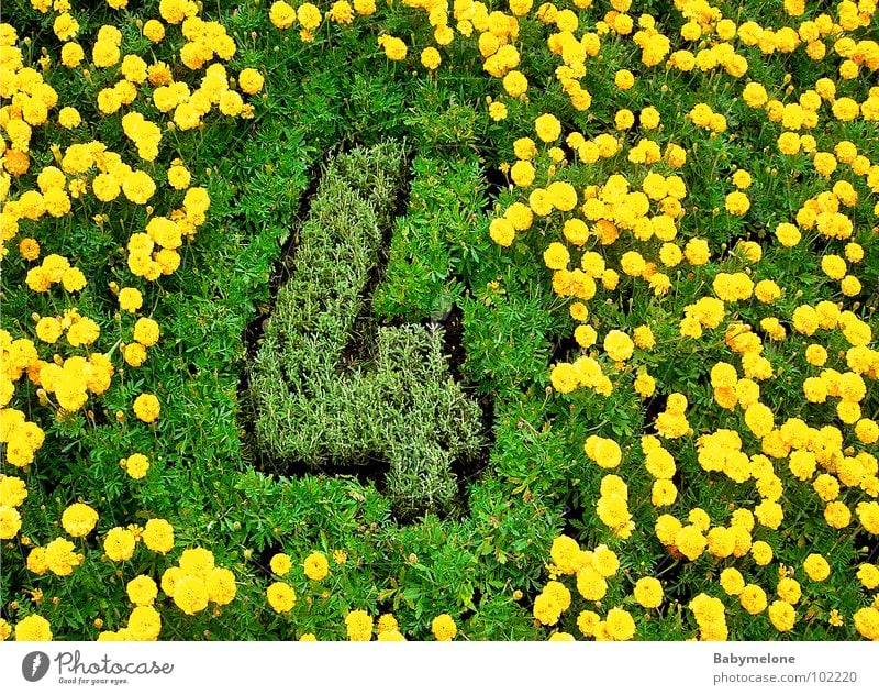 blumige vier Blume 4 Ziffern & Zahlen Kunstwerk Genf gelb grün geschmackvoll Frühling Wiese Natur Blumenuhr Garten Rasen Detailaufnahme ästhetisch viel Arbeit