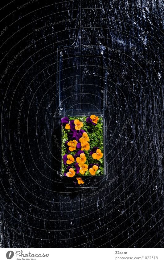 Blumenschmaus Lebensmittel Kräuter & Gewürze Ernährung Bioprodukte Vegetarische Ernährung Restaurant Küche Pflanze Blüte Verpackung Kunststoff ästhetisch