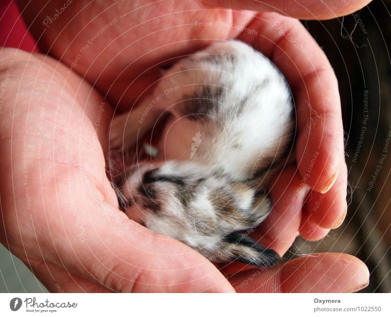 Häschen 1 Mensch Hand Finger Tier Haustier Hase & Kaninchen Tierjunges kuschlig neu Wärme weich braun schwarz weiß Geborgenheit Warmherzigkeit Sympathie