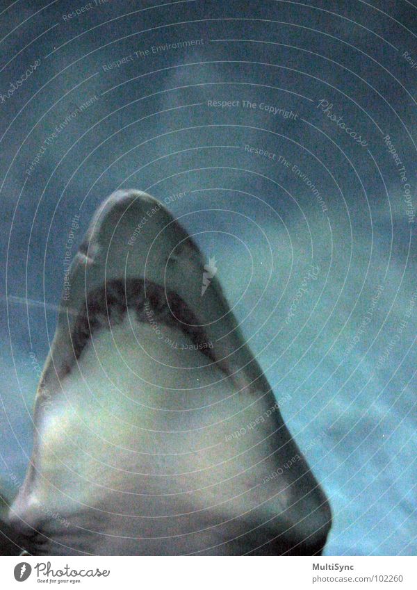 Hai Haifisch gefährlich Meer Unterwasseraufnahme Raubfisch Fisch Wasser bedrohlich der große Zähner Respekt