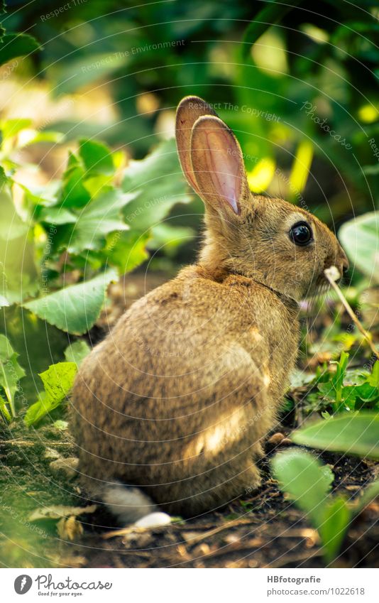 Such mich... Ausflug Natur Tier Wildtier Fell 1 hocken Hase & Kaninchen verstecken Osterhase ducken Hasenohren Farbfoto Außenaufnahme Nahaufnahme Tag