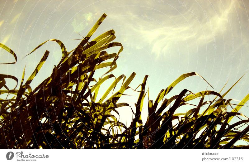 51 mal schilf Schilfrohr Sommer Gras Reflexion & Spiegelung Feld Licht Reaktionen u. Effekte unten Australien Natur Himmel Gegenlicht Bandsalat Sonne am wasser