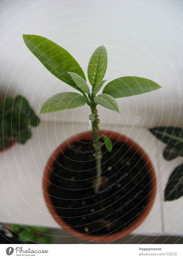 WGpflanze Pflanze Topf Vogelperspektive grün Wachstum frisch Blatt Avocado Erde