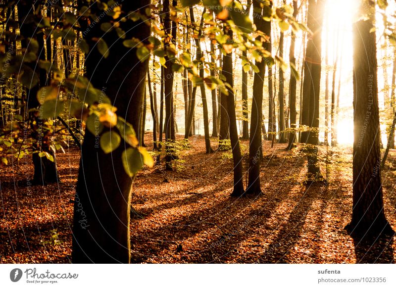 Das Ziel vor Augen Ferien & Urlaub & Reisen Sonne Herbst Wetter Schönes Wetter Wald Stimmung Optimismus Warmherzigkeit ruhig Leben Hoffnung träumen