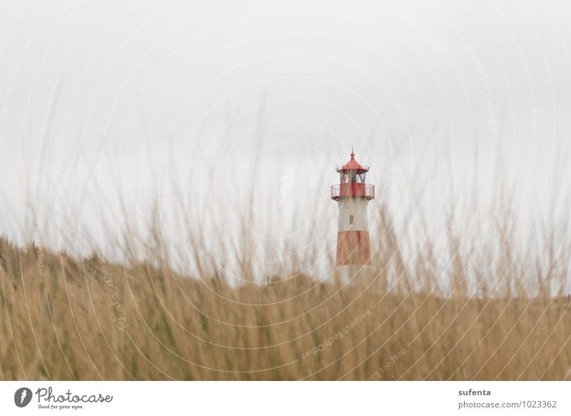 Leuchtturm Insel Natur Landschaft Tier Wolken Wetter Gras Küste Strand Nordsee Sehenswürdigkeit Zufriedenheit Schleswig-Holstein Sylt Farbfoto Außenaufnahme