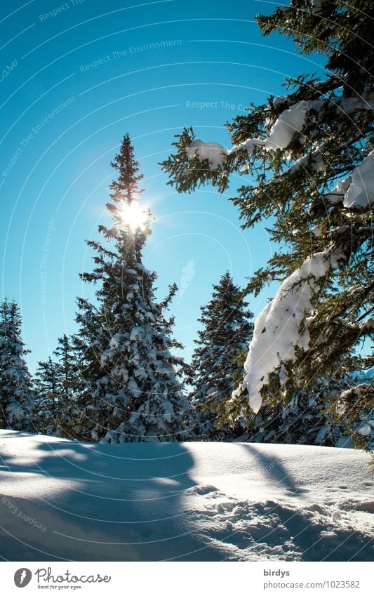 Winterwald Natur Landschaft Wolkenloser Himmel Sonne Sonnenlicht Schönes Wetter Eis Frost Schnee Tanne Nadelwald Wald glänzend leuchten ästhetisch kalt