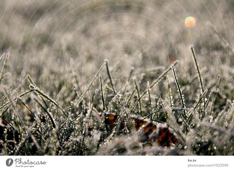 gezuckerter Rasen Natur Pflanze Winter Schönes Wetter Eis Frost Gras Blatt Wiese kalt natürlich grün weiß ruhig Idylle Stimmung Gedeckte Farben Außenaufnahme