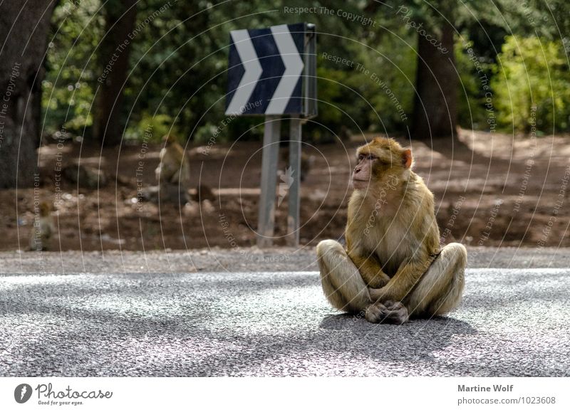 Berber-Buddha Marokko Afrika Straße Verkehrszeichen Verkehrsschild Tier Wildtier Affen Berberaffen 1 Gelassenheit Lotussitz selbstbewußt Farbfoto Außenaufnahme