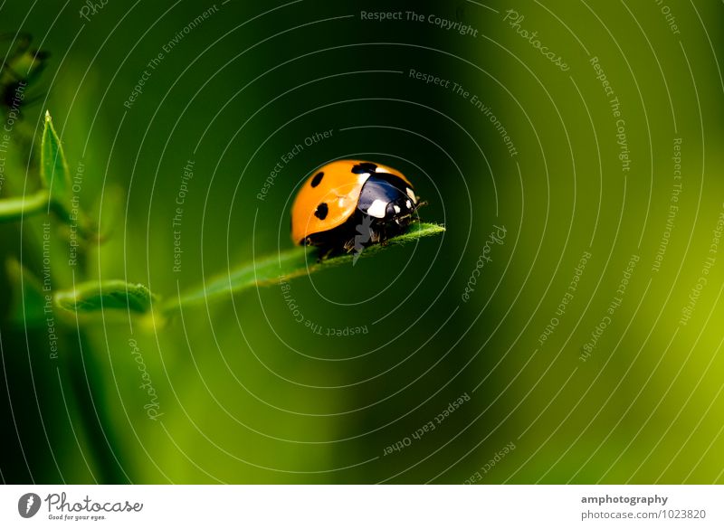 Marienkäfer Tier Käfer 1 entdecken genießen krabbeln Blick schön grün orange Erholung erleben Natur Neugier Risiko Umwelt Ferne Makroaufnahme Punkt Gras