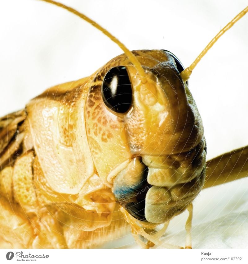 Flipp 2 Heuschrecke Heimchen Sommer Insekt Tier Lebewesen springen hüpfen gelb Macht Makroaufnahme Nahaufnahme inseckt groß portre Kusja Auge