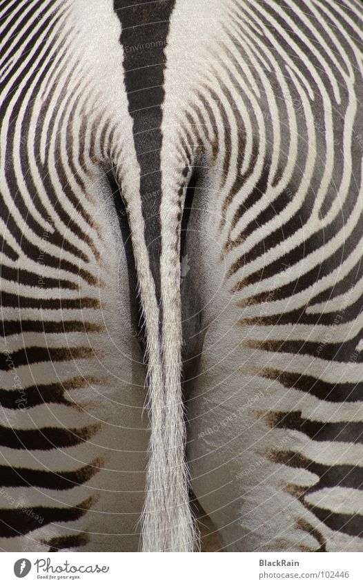 Strips Zebra Zoo Streifen schwarz weiß Schwanz Gute Laune Tier Unpaarhufer Säugetier schonnenschein