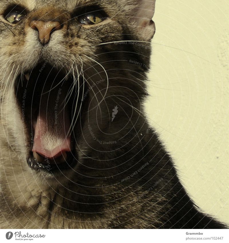 Wiiiiiiilmaaaaa! schreien laut Katze aufreißen Bart Fell Schrecken Krach erstaunt Säugetier Willi Maul Zunge
