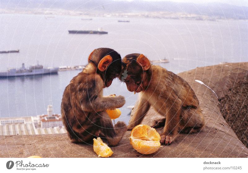 Obst ist gesund... Affen Äffchen Orange süß niedlich Gibraltar Fressen füttern