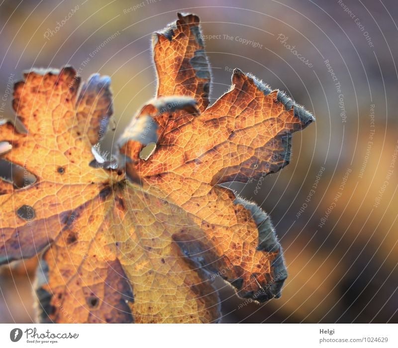 kümmerlich | Überbleibsel des Sommers Umwelt Natur Pflanze Herbst Schönes Wetter Blatt Ahornblatt Blattadern Park alt leuchten dehydrieren authentisch natürlich