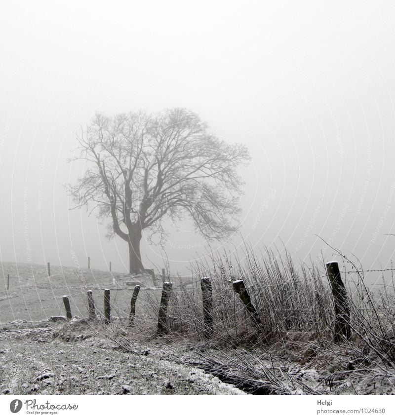 Dezembernebel Umwelt Natur Landschaft Pflanze Winter Nebel Eis Frost Schnee Baum Gras Feld Zaun Zaunpfahl Holz stehen authentisch einfach einzigartig kalt