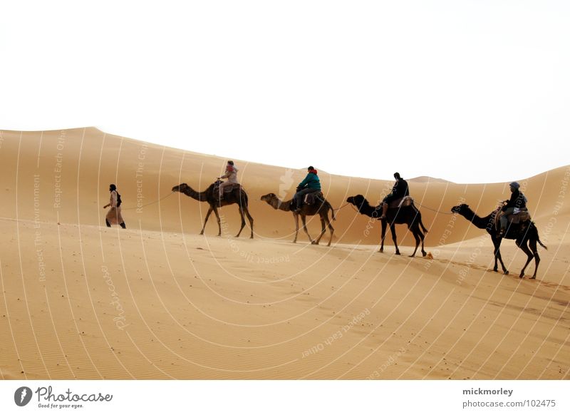 lords of the sand heiß Physik wandern Abenteuer Kamel Dromedar Fátima Ferien & Urlaub & Reisen Marokko Afrika gelb Erde Sand Wüste Wärme Zigarettenmarke