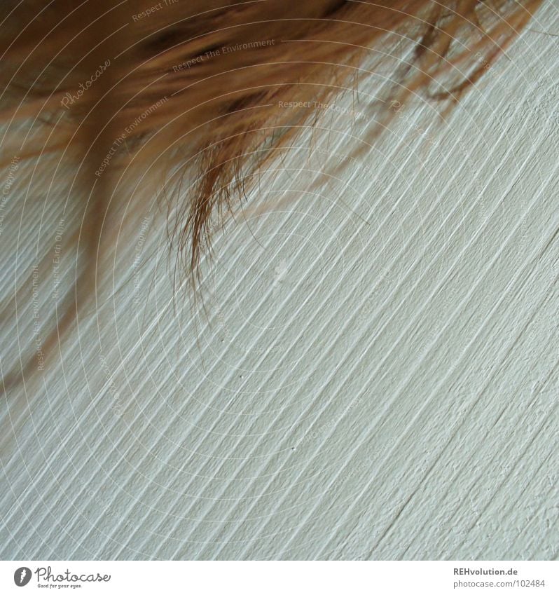 haar&holz Holz braun gewaschen glänzend diagonal Haarsträhne zerzaust lang Haarschopf Gänsehaut Haare & Frisuren geschnitten krause Haare trocken Makroaufnahme