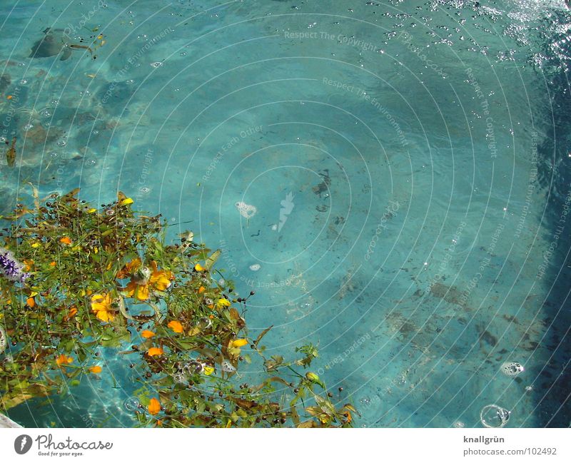 Vor der Reinigung Blüte Blatt türkis Schwimmbad Luftblase Wasseroberfläche nass Reinigen Sommer blau Im Wasser treiben