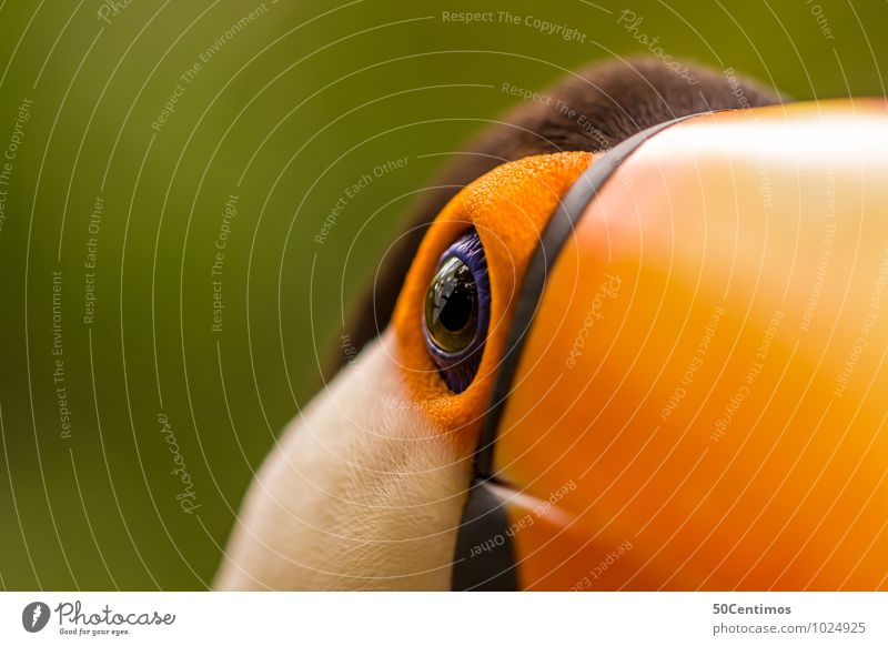 Ein Tukan im Detail Tier Vogel 1 Blick ästhetisch elegant Geschwindigkeit schön Abenteuer Leben Umwelt Tukane Farbfoto Detailaufnahme Makroaufnahme Menschenleer