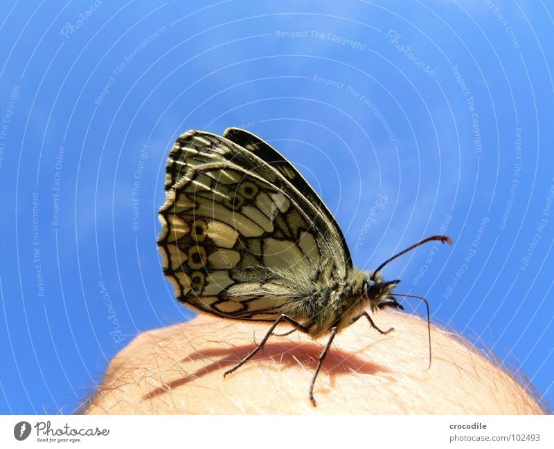 verliebter schmetterling Schmetterling Hand Rüssel Fühler Muster Haken Fell Sommer Sonne Tier Insekt Anmut schön faszinierend Freiheit fliegen Flügel Beine Haut