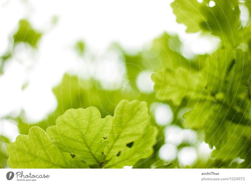 grün ist eine warme Farbe Umwelt Natur Pflanze Himmel Frühling Sommer Baum Blatt Grünpflanze Eiche Garten Park Wald Zufriedenheit ruhig Ferien & Urlaub & Reisen