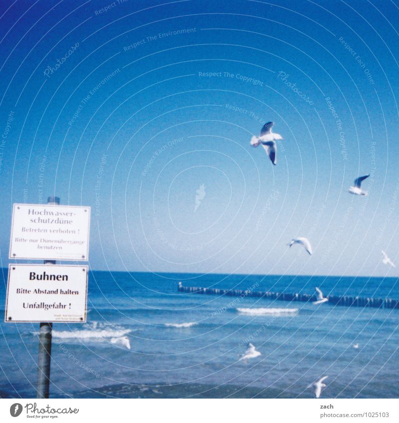 Wasserzeichen l gute Aussichten Sommer Strand Meer Wellen Natur Wolkenloser Himmel Küste Ostsee Tier Vogel Flügel Möwe Tiergruppe Schilder & Markierungen