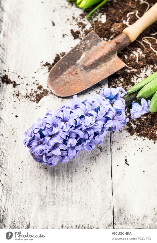 blaue Hyazinthe und Schaufel mit Erde Lifestyle Stil Design Freizeit & Hobby Garten Natur Pflanze Frühling Blume Hintergrundbild Gerät Frühlingsblume