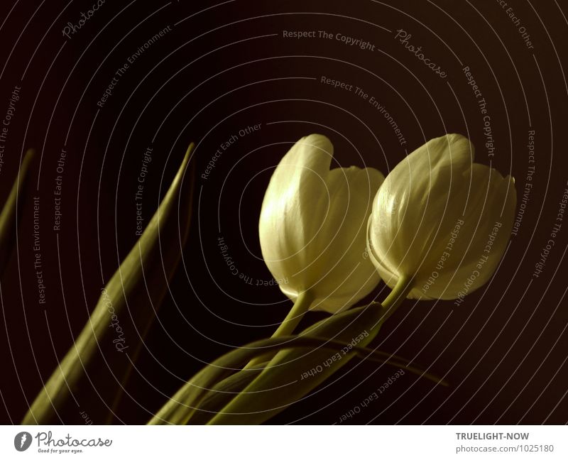 Weisse Tulpen 5 Lifestyle elegant Stil Design Wellness Leben harmonisch Wohlgefühl Zufriedenheit Sinnesorgane Erholung ruhig Meditation Duft Wohnung