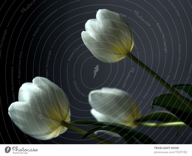 Weiße Tulpen 1 ... harmonisch Wohlgefühl Sinnesorgane Erholung ruhig Meditation Duft Häusliches Leben Wohnung Dekoration & Verzierung Pflanze Blume Blatt Blüte