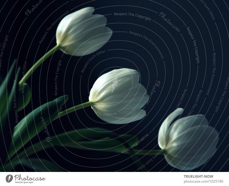 Weisse Tulpen 4 Stil harmonisch Wohlgefühl Zufriedenheit Sinnesorgane Erholung ruhig Meditation Duft Wohnung Dekoration & Verzierung Natur Pflanze Blatt Blüte