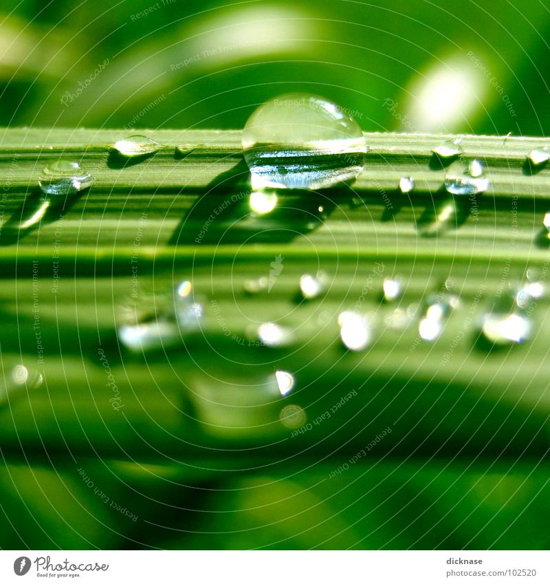 raindrops can´t fall on my head... Sommer Strand Meer Schilfrohr Gras Reflexion & Spiegelung Streifen grün Zoomeffekt Licht liniert Unschärfe schön