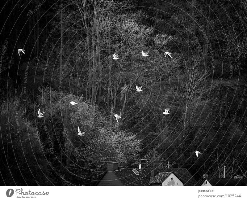 elferrat Landschaft Urelemente Winter Flussufer Tier Vogel Tiergruppe Schwarm Zeichen Bewegung fliegen toben Stimmung Fröhlichkeit Heimweh Möwenvögel