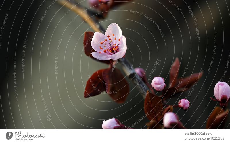 japan elegant schön Gesundheit Gartenarbeit Natur Frühling Blume verblüht Farbfoto Detailaufnahme Tag Unschärfe Vorderansicht Blüte Blühend zart offen