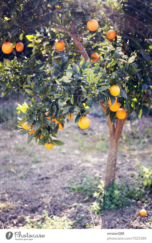 Vitamin-C-Baum. Umwelt Natur Landschaft ästhetisch Orange Orangensaft Orangenbaum Vitamin C Gesundheitswesen Gesunde Ernährung lecker Wachstum reif Ernte