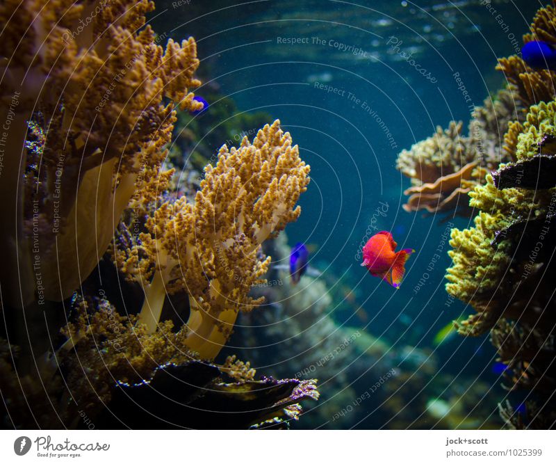 fischen im leben exotisch Wasser Fisch Aquarium Korallen Tier authentisch Warmherzigkeit friedlich Leben Wachstum Naturphänomene sensibel Zwischenraum Umwelt