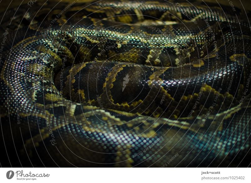 Schlangennest Anakondas 2 Tier Tierpaar Streifen Erholung liegen warten bedrohlich gruselig listig natürlich Kraft Macht Geborgenheit Verschwiegenheit