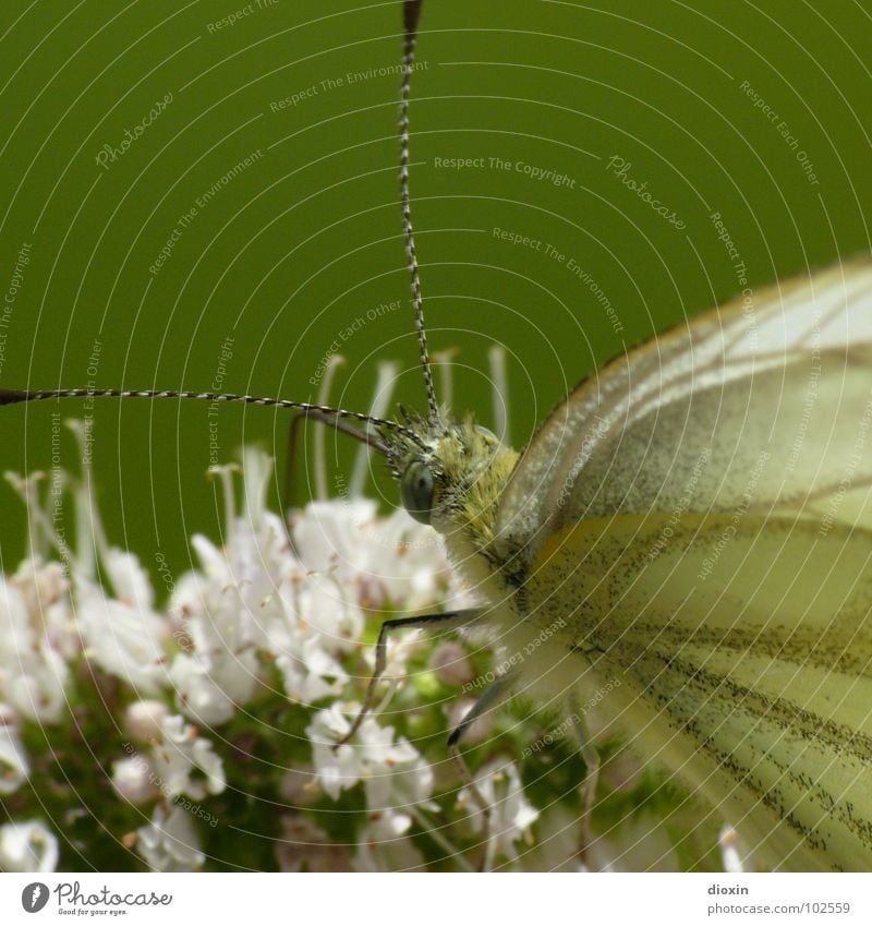 Papillon Du Chassezac Farbfoto Nahaufnahme Detailaufnahme Makroaufnahme Menschenleer Textfreiraum oben Hintergrund neutral Schwache Tiefenschärfe Tierporträt