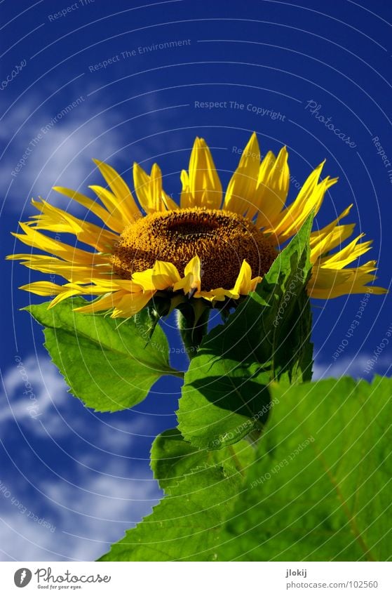 Sunny Sonnenblume Stengel gelb grün Wolken Schönes Wetter Blüte Blume Pflanze Lebewesen Korbblütengewächs Feld Gute Laune Kerne Gesundheit Ernährung Sommer blau