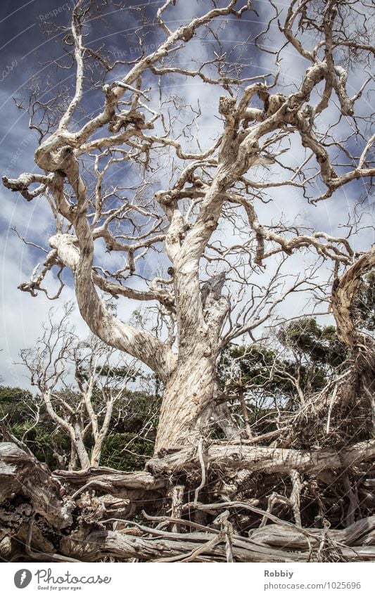 vieux artères vitales Natur Landschaft Baum Mangrove Wurzel Wurzelholz Wurzelgeflecht Urwald Australien + Ozeanien alt ästhetisch gigantisch historisch maritim