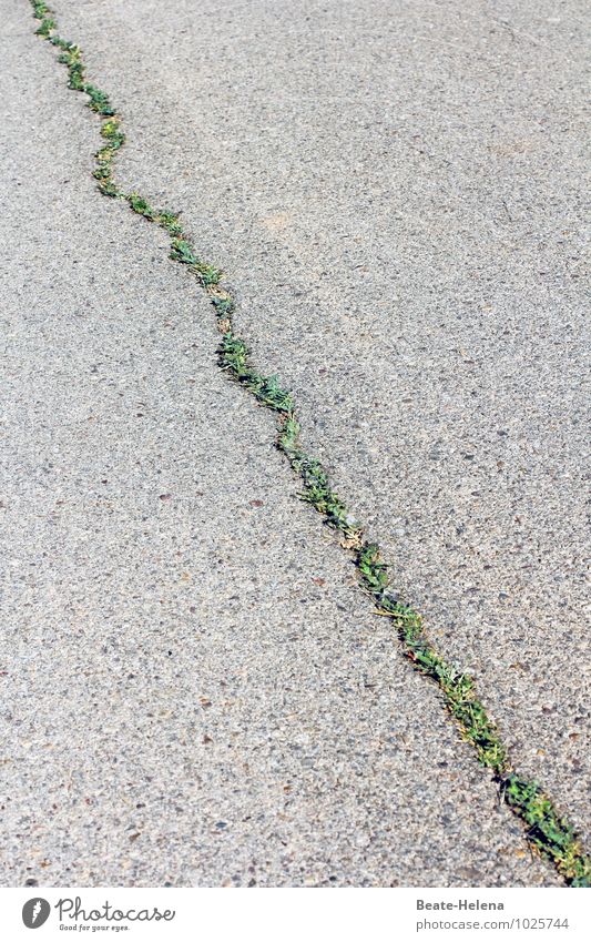 Lebenslinie Umwelt Natur Sommer Gras Straße Linie ästhetisch grau grün gerade diagonal Spuren Asphalt Straßenbelag Straßenkunst Farbfoto Außenaufnahme