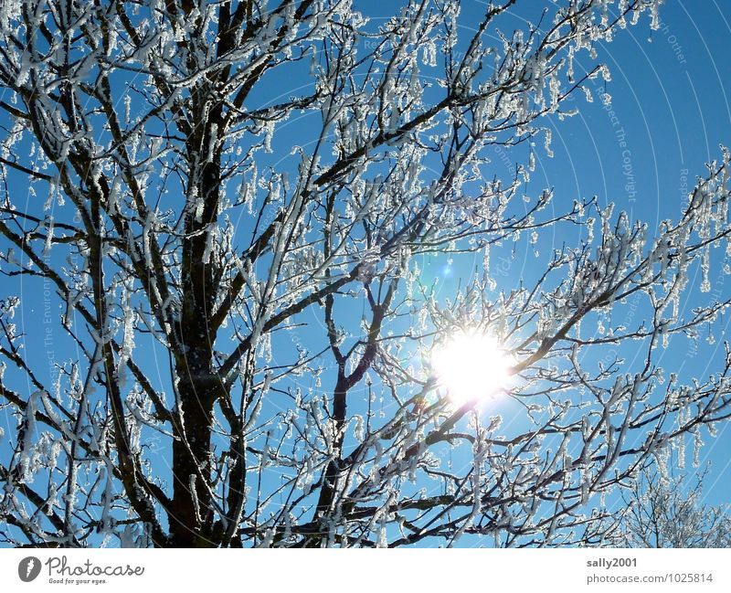 großer Scheinwerfer... Natur Wolkenloser Himmel Sonne Sonnenlicht Winter Schönes Wetter Schnee Baum leuchten fantastisch frisch hell kalt ruhig Erholung rein