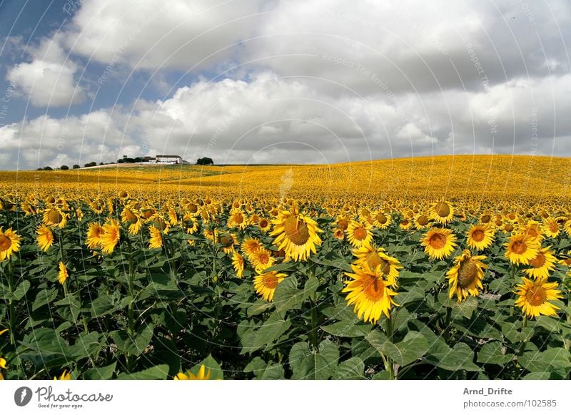 Sonnenblumemnfeld mit Haus Wolken Feld Blume Sommer gelb weiß Frühling Horizont Landwirtschaft fleißig Arbeit & Erwerbstätigkeit Fröhlichkeit Freundlichkeit