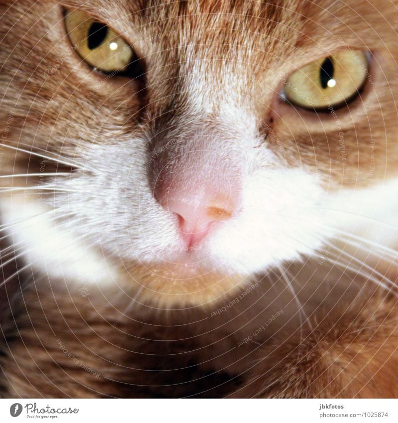 Mausekiller Tier Haustier Nutztier Katze Tiergesicht 1 sportlich hell schön Hauskatze rothaarig orange Nase Auge Innenaufnahme kuschlig Tierporträt Nahaufnahme