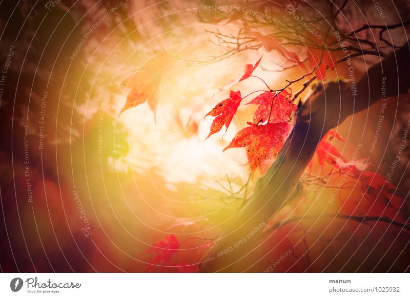 farbflash Natur Baum Blatt herbstlich Herbstfärbung Ahornblatt Ahornzweig fantastisch braun gelb grün rot Hoffnung Trauer Wandel & Veränderung Farbfoto