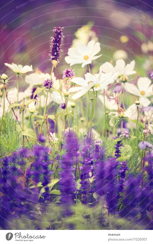 es blüht Garten Gartenarbeit Gärtnerei Natur Pflanze Sommer Herbst Blume Sträucher Blüte Wildpflanze grün violett weiß Farbfoto Außenaufnahme Tag Kontrast